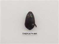 藏品(龍蝨、牙蟲)的圖片